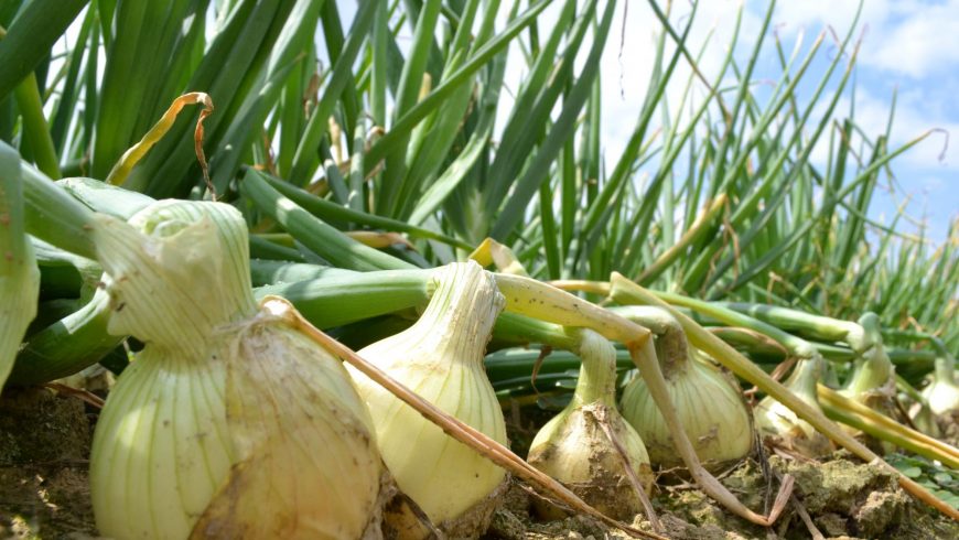 Secretaria da Agricultura de SC pede renegociação de dívidas dos produtores de cebola