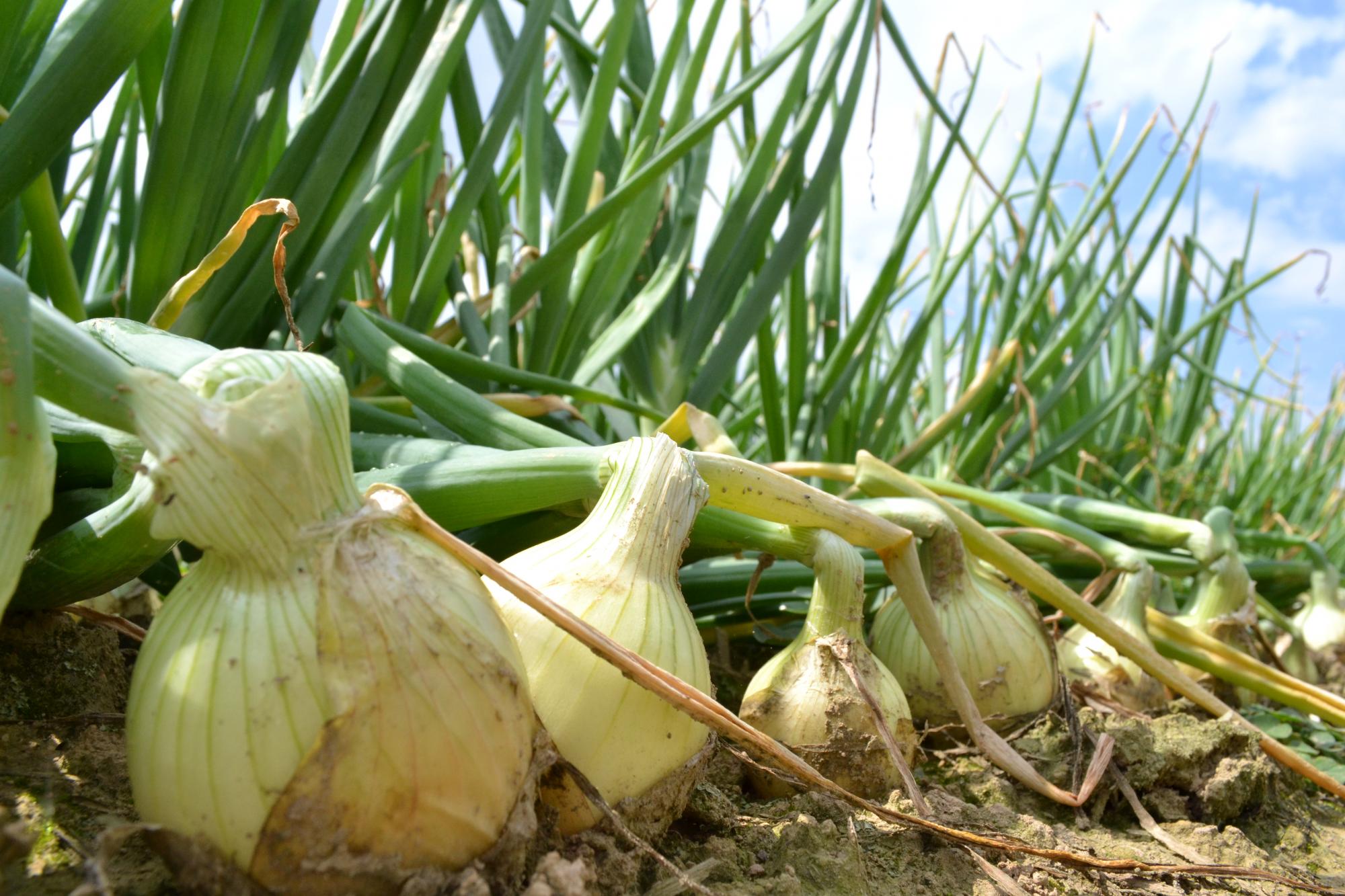 Secretaria da Agricultura de SC pede renegociação de dívidas dos produtores de cebola